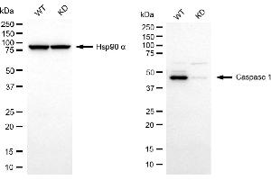 Western blotting analysis using caspase 1 antibody (ABIN7797886).