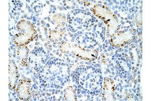 DAZAP1 antibody was used for immunohistochemistry at a concentration of 4-8 ug/ml to stain Epithelial cells of renal tubule (arrows) in Human Kidney. (DAZAP1 anticorps  (C-Term))