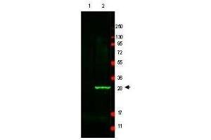 Western Blot of Anti-GFP antibody.