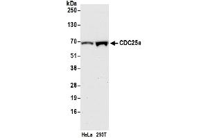 Western Blotting (WB) image for anti-Cell Division Cycle 25 Homolog A (S. Pombe) (CDC25A) (AA 175-225) antibody (ABIN7450979)