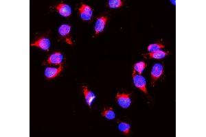 IF analysis of Peroxiredoxin 1 using anti- Peroxiredoxin 1 antibody (ABIN3043903). (Peroxiredoxin 1 anticorps  (Middle Region))