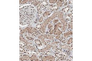 Immunohistochemical analysis of (ABIN388948 and ABIN2850433) on paraffin-embedded Human kidney tissue.