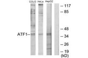 Western blot analysis of extracts from HepG2/COLO205/HeLa cells, using ATF1 Antibody.