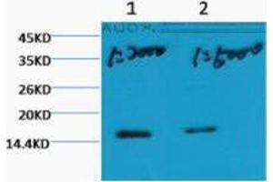 Western Blot (WB) analysis of HeLa, diluted at 1) 1:2000, 2) 1:5000. (Histone 3 anticorps  (H3K79me3))