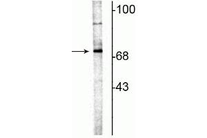 Western blot of rat hippocampal lysate showing specific immunolabeling of the ~70 kDa ChAT. (Choline Acetyltransferase anticorps)
