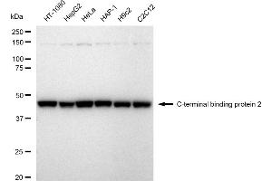 Western blotting analysis using C-terminal binding protein 2 antibody (ABIN7797816). (Recombinant CTBP2 anticorps)