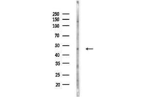 anti-Kaptin (Actin Binding Protein) (KPTN) (Internal Region) antibody