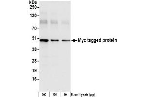Western Blotting (WB) image for anti-Myc Tag antibody (HRP) (ABIN7449524) (Myc Tag anticorps  (HRP))