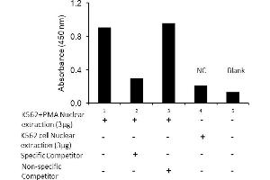 Transcription factor assay of c-Jun from nuclear extracts of K562 cells or K562 cells treated with PMA (50 ng/ml) for 3 hr with the specific competitor or non-specific competitor.