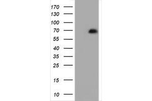 Image no. 7 for anti-Zinc Finger and SCAN Domain Containing 18 (ZSCAN18) antibody (ABIN1501861) (ZSCAN18 anticorps)