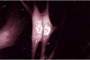 Immunofluroescent staining of Human Fibroblast cells with anti-alpha-Synuclein