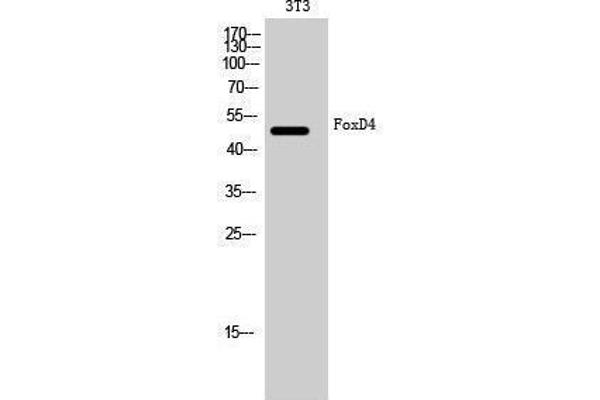 FOXD4 anticorps  (Internal Region)
