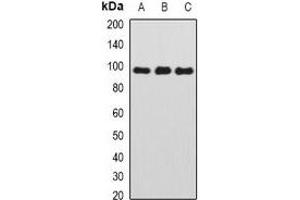 Western blot analysis of TAFI110 expression in HEK293T (A), MCF7 (B), mouse thymus (C) whole cell lysates. (TAF1C anticorps)