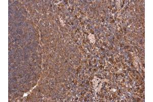 IHC-P Image Heme Oxygenase 1 antibody detects HMOX1 protein at cytoplasm in rat spleen by immunohistochemical analysis.