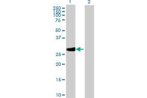 Western Blot analysis of RPA4 expression in transfected 293T cell line by RPA4 MaxPab polyclonal antibody.