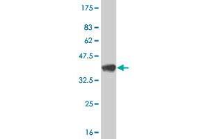 Western Blot detection against Immunogen (36.