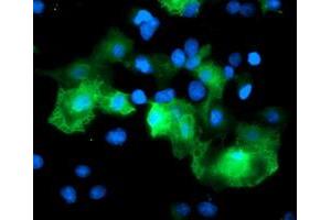 Immunofluorescence (IF) image for anti-Ret Finger Protein-Like 3 (RFPL3) antibody (ABIN1500675) (RFPL3 anticorps)