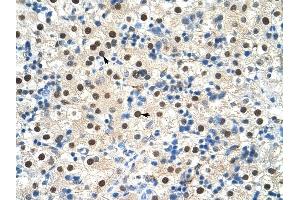 ZNF326 antibody was used for immunohistochemistry at a concentration of 4-8 ug/ml to stain Hepatocytes (arrows) in Human Liver. (ZNF326 anticorps  (C-Term))