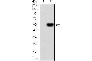 Western blot analysis using PRDM14 mAb against HEK293 (1) and PRDM14 (AA: 4-203)-hIgGFc transfected HEK293 (2) cell lysate.