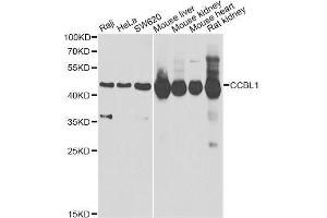 Western blot analysis of extracts of various cell lines, using CCBL1 Antibody. (CCBL1 anticorps  (AA 1-270))