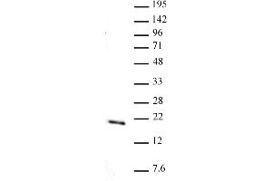 Histone H3 monomethyl Lys36 pAb tested by Western blot.
