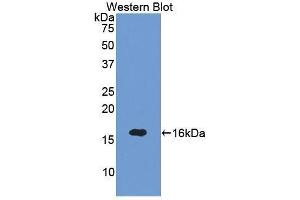 Western Blotting (WB) image for anti-Sema Domain, Immunoglobulin Domain (Ig), Short Basic Domain, Secreted, (Semaphorin) 3A (SEMA3A) (AA 31-141) antibody (ABIN1860517) (SEMA3A anticorps  (AA 31-141))