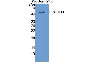 Western Blotting (WB) image for anti-Keratin 20 (KRT20) (AA 2-431) antibody (ABIN1078249)