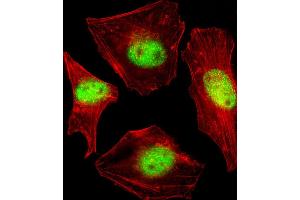 Fluorescent confocal image of Hela cell stained with SUMO2/3 Antibody (C-term E69) (ABIN1882138 and ABIN2845503). (SUMO2/3 anticorps  (C-Term))