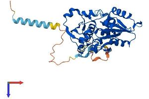 AlphaFold protein structure predicition of Human Recombinant FUT1 Protein, UniprotID P19526