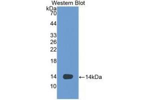 Detection of Recombinant VEGFD, Human using Monoclonal Antibody to Vascular Endothelial Growth Factor D (VEGFD)