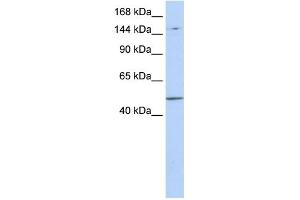 WB Suggested Anti-PRDM15 Antibody Titration:  0. (PRDM15 anticorps  (Middle Region))