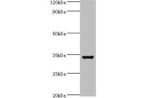 Western blot All lanes: Baculoviral IAP repeat-containing protein 7 antibody at 6 μg/mL + Hela whole cell lysate Secondary Goat polyclonal to rabbit IgG at 1/10000 dilution Predicted band size: 33, 31 kDa Observed band size: 33 kDa (BIRC7 anticorps  (AA 1-265))