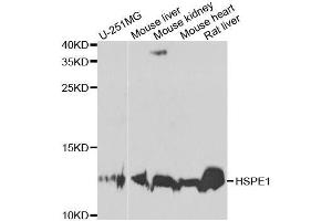 Western blot analysis of extracts of various cell lines, using HSPE1 antibody. (HSPE1 anticorps  (AA 1-102))