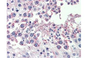 Anti-CPXCR1 antibody IHC staining of human testis. (CPXCR1 anticorps  (Middle Region))