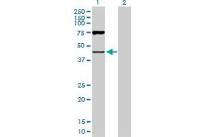 Western Blot analysis of OAS1 expression in transfected 293T cell line by OAS1 MaxPab polyclonal antibody. (OAS1 anticorps  (AA 1-364))