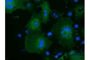 Immunofluorescence (IF) image for anti-MOB Kinase Activator 3B (MOB3B) antibody (ABIN1499537) (MOBKL2B anticorps)