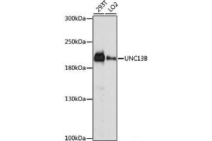 Western blot analysis of extracts of various cell lines using UNC13B Polyclonal Antibody at dilution of 1:1000. (UNC13B anticorps)