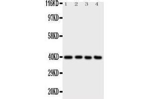 Western Blotting (WB) image for anti-Activating Transcription Factor 4 (Tax-Responsive Enhancer Element B67) (ATF4) (AA 332-351), (C-Term) antibody (ABIN3044433)