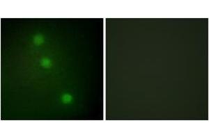 Immunofluorescence analysis of HuvEc cells, using ATF1 Antibody.
