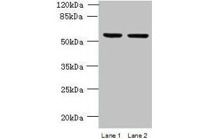 Western blot All lanes: UFSP2 antibody at 4 μg/mL Lane 1: HepG2 whole cell lysate Lane 2: NIH/3T3 whole cell lysate Secondary Goat polyclonal to rabbit IgG at 1/10000 dilution Predicted band size: 54 kDa Observed band size: 54 kDa (UFSP2 anticorps  (AA 63-343))