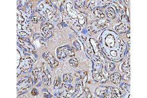 IHC analysis of PTRF/CAVIN1 using anti-PTRF/CAVIN1 antibody (ABIN7601817). (PTRF anticorps  (AA 47-390))