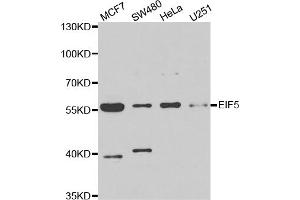 Western blot analysis of extracts of various cell lines, using EIF5 antibody (ABIN5973954) at 1/1000 dilution. (EIF5 anticorps)