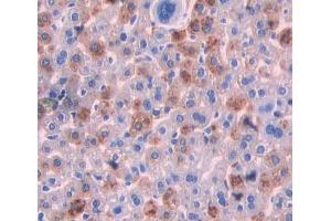 IHC-P analysis of Mouse Tissue, with DAB staining. (IL-25 anticorps  (AA 32-148))