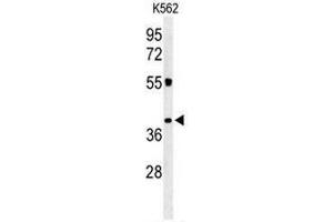 Western blot analysis of CLM1 Antibody (N-term) in K562 cell line lysates (35µg/lane). (IREM1 anticorps  (N-Term))
