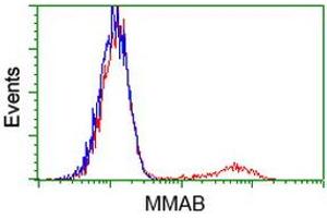 HEK293T cells transfected with either RC204290 overexpress plasmid (Red) or empty vector control plasmid (Blue) were immunostained by anti-MMAB antibody (ABIN2454045), and then analyzed by flow cytometry. (MMAB anticorps)
