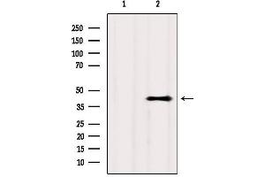 Western blot analysis of extracts from Hela, using GPR81 Antibody. (GPR81 anticorps  (C-Term))