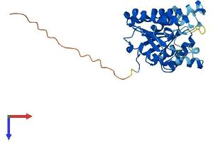 AlphaFold protein structure predicition of Human Recombinant DHRS4L1 Protein, UniprotID P0CG22