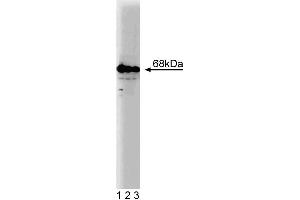 Western blot analysis of G3BP on a SW-13 cell lysate (Human adrenal gland carcinoma, ATCC CCL-105). (G3BP1 anticorps  (AA 210-323))