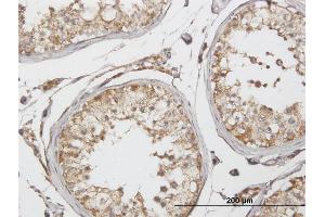 Immunoperoxidase of purified MaxPab antibody to GLUD2 on formalin-fixed paraffin-embedded human testis.
