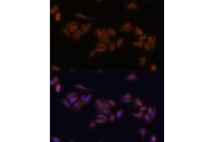 Immunofluorescence analysis of U-2 OS cells using RPS17 antibody (ABIN7270016) at dilution of 1:100.
